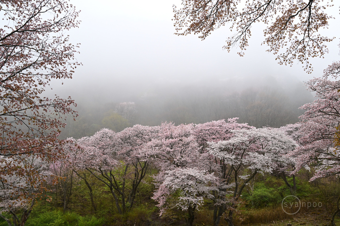 ニコン Nikon Z9 ／ 奈良 曽爾村 長野 屏風岩公苑の桜 2024 - お写ん歩